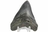 Fossil Megalodon Tooth - South Carolina #176192-1